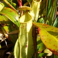 Nepenthes distillatoria L.